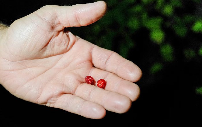 Article Image for The Truth About Supplements for Fitness and Longevity